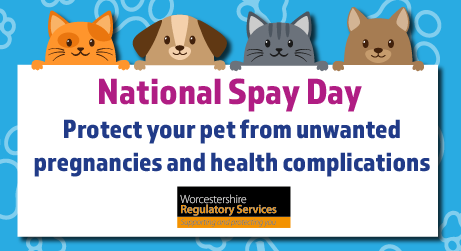National Spay Day Reminds Owners To Take Action