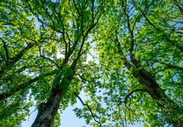 Woodland management works to save healthy trees