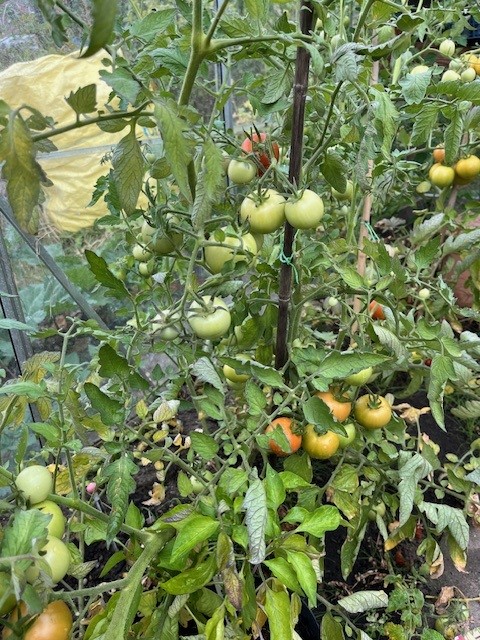 Tomatoes