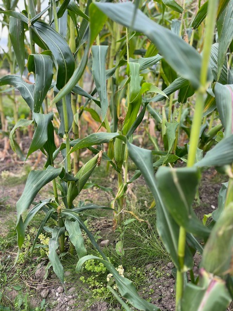 Corn