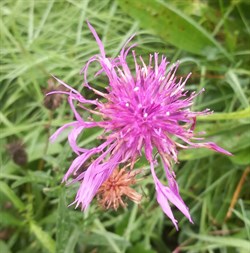 Greater Knappweed