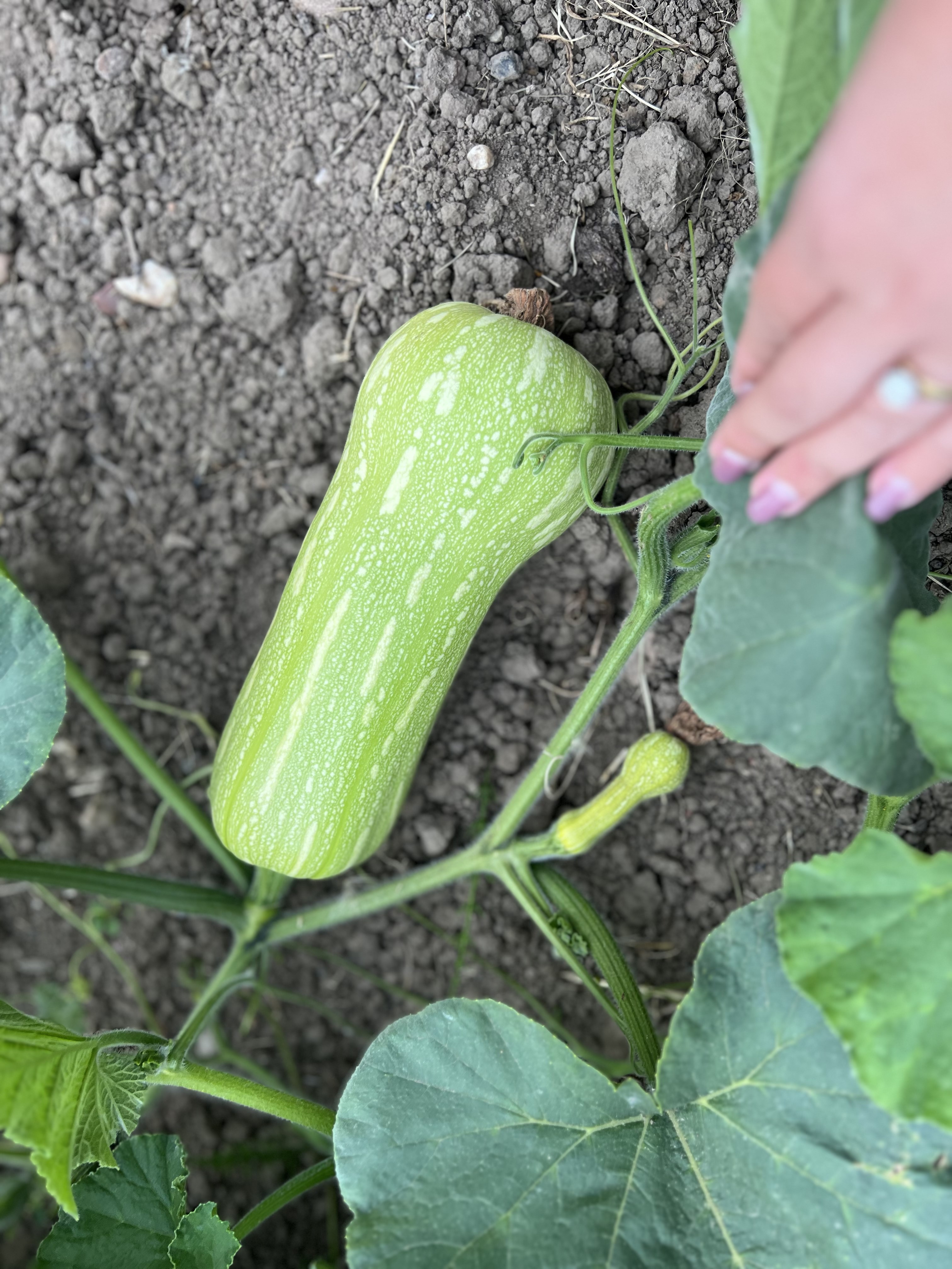 Squash