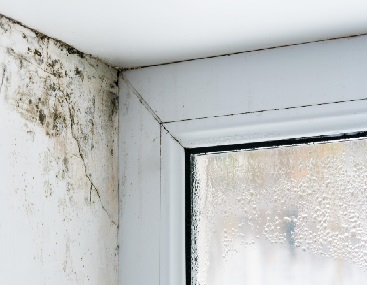 damp and mould