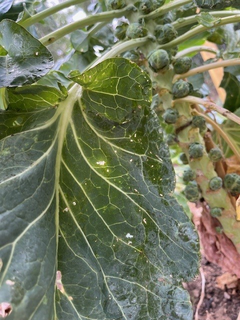 Sprouts