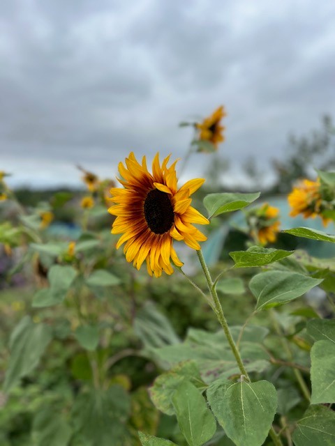 August sunflower